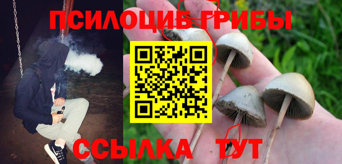 Саров  Псилоцибиновые грибы Cubensis  Вход с VPN 